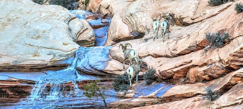 Zion Photopost: Waterfalls, big horn sheep, and yoga—a few of my favorite things.